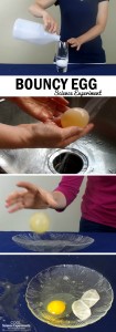 Bouncy Egg Experiment Steps